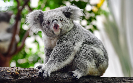 Koala im Zoo Duisburg