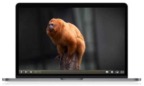 Screenshot aus dem Video über die Goldenen Löwenkopfäffchen