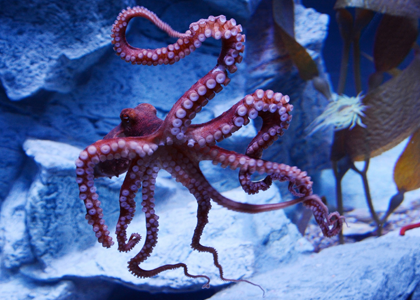 Der Oktopus Theo im Zoo-Aquarium Duisburg