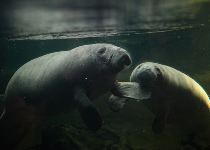 Die Seekühe Pablo und Manfred schwimmen in ihrem Becken