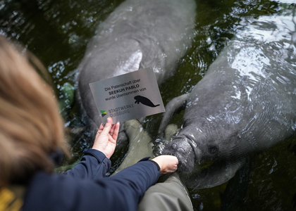 Die Seekühe Pablo und Manfred mit Patenkarte